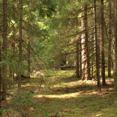 Tuonela - The Last Forest (Pp Kaubi In The Woods Mix)