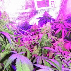 Purple Visions {prod. Kareful}