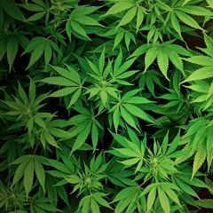 Adele - Rolling In The Deep (TRAP REMIX) (REVIEW)**FREE DOWNLOAD**