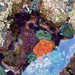 Your Pools (Remix 1 by Peat Bogs)