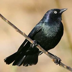 Blackbird Etude (mezzo and piano)