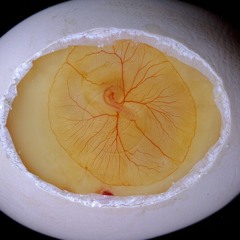 In Hatching (redone)