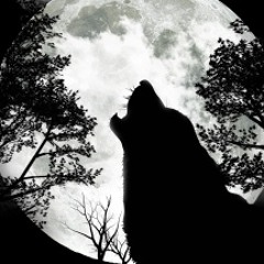 De Tamme Herders - Dat Kan Herder