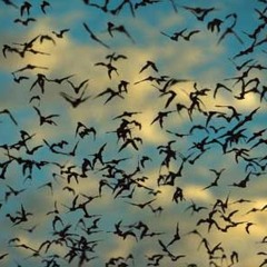 The Lucky Chants Of Bats