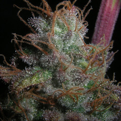 Dia libre FT Briones / lizana