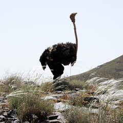 Hossein Alizadeh - Dance Of Hope