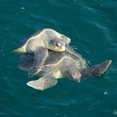 Turtles