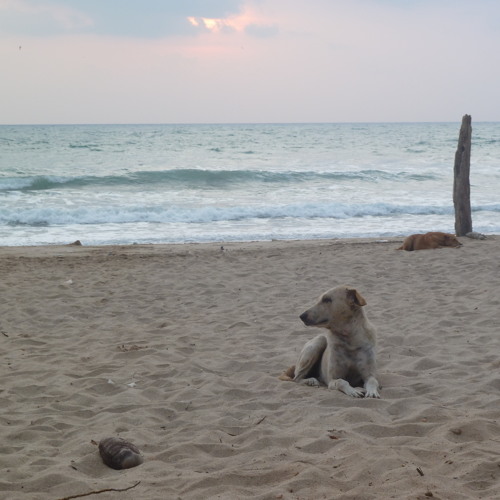 Musique De Plage à Trincomalee Sri Lanka By Charles Henri