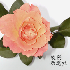 Remember Me 《请你不要忘记我》