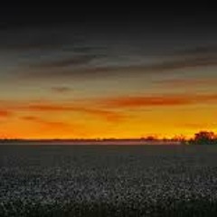 Pedro In Cottonfields
