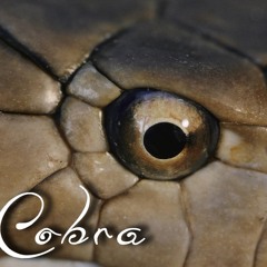 -Cobra Preview-