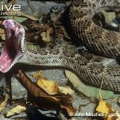 K-SMASH/SHORTMOB -SNAKE