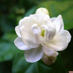 茉莉花 - 霍尊 oOo Molihua - Hoa nhài - Hoắc Tôn
