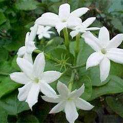 စံပယ္ပြင့္ေလးရယ္.... (ဘိုျဖဴ )