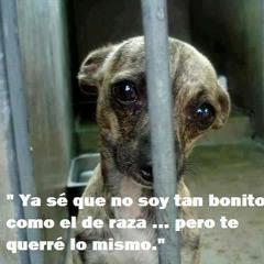 Chuchito´s song