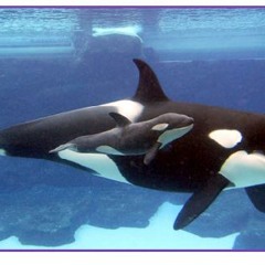 As Baleias - Roberto Carlos minha Versão