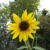 Artwork for bright yellow and yellow