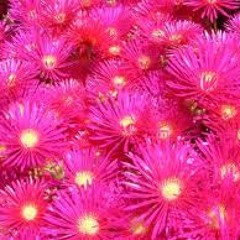 Endless, Pink version - אין לו סוף, הגרסה הורודה