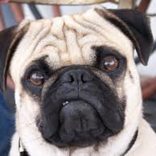 Crunchy Pug