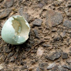 marecco marocco - distorted eggs