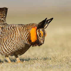 20140329T1 Greater Prairie Chicken Lek