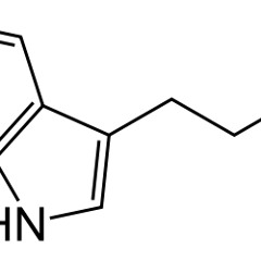 DMT part2 (JRE #480)