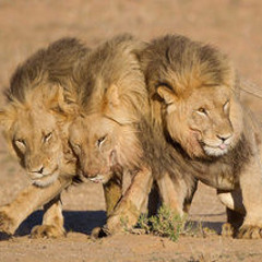 3 Headed Lion (52 BARS REMIX)