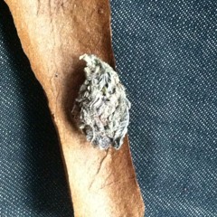 smoking songs