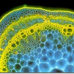 Shruush Dub - al Saleb شروش دب - السالب