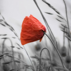 RASA SERRA - TAI  SIŪBAVA  LINGAVA  AGANĖLA [ Lithuanian Folklore ] [ www.rasaserra.com ]