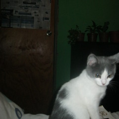 Acrobacia 1 (trabajando )