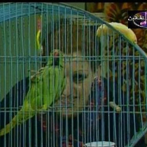 انا عندي بغبغان.wmv