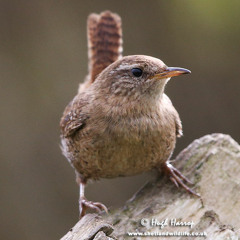 Shetland Wren Singing