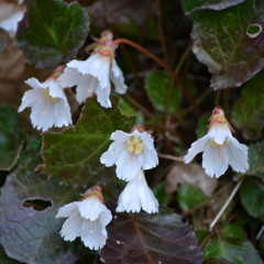 Acony Bell by Gillian Welch