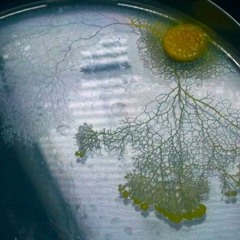 A Very Microbial Program