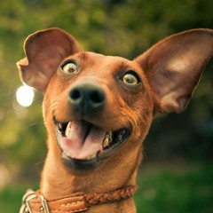 Ceasar IAN - Şöyle Böyle