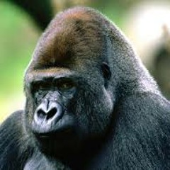 Co.lective - Long(feat. naes)[Prod.By Knxwledge]