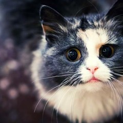 Şenay Şenses ; Ağla Gözlerim Ağla