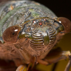 Morning Cicada - Taman Negara, Malaysia