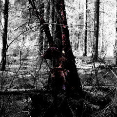 :nergal: - Päivänsäde Ja Menninkäinen