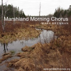 Marshland Morning Chorus