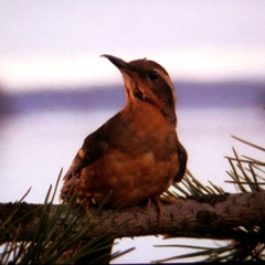 Twin Peaks Love Theme Live at 12 Points 2014