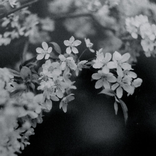 Stream Odchodząc by Ciechowski Klasycznie | Listen online for free on