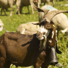 Hamza Al Beat 050514