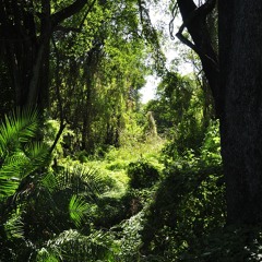 Jungle Run (Rhythmic Tension Instrumental )