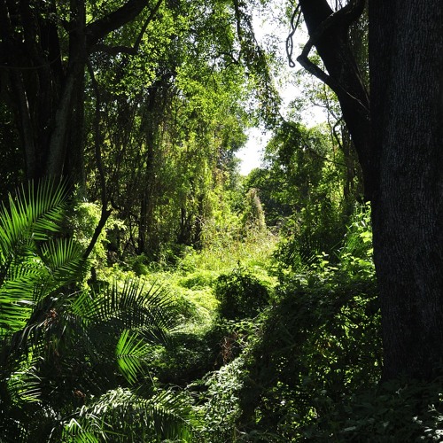 Jungle Run (Rhythmic Tension Instrumental )