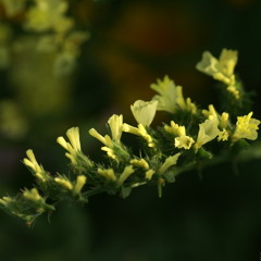 Rho Cassiopeiae