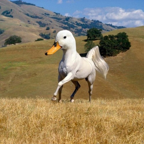 Animals ready for action - Matty Fellows (mash Up)