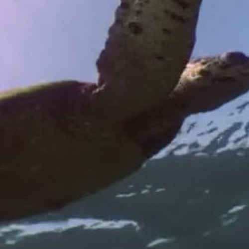 Raghse Lakposht Dar Ab - رقص لاکپشت در آب