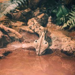 John Frusciante- Murderers (Le Dôdo Remix)